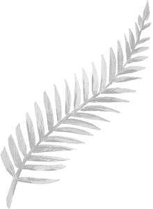 Silver Fern Illustration